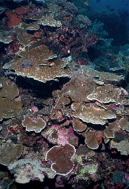 North Sulawesi-2018-DSC03724_rc- Coral